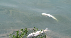 網(wǎng)曝九江城區(qū)兩湖被嚴(yán)重污染 園林部門回應(yīng)湖泊治理太難