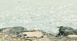 湘江驚現數萬尾死魚 漁政:疑河水污染所致