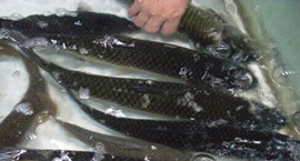 羅湖水產品市場471斤魚體內被查出有毒漁藥