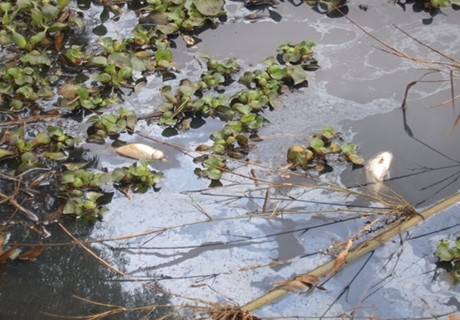 廣西茅嶺江支流那蒙江水污染事件